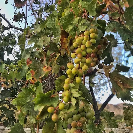 Kardelen Apart * ダッチャ