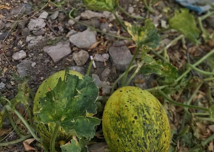 شقة فندقية Kardelen Apart *