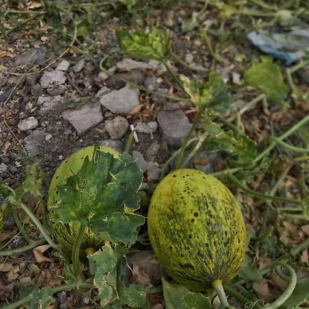 Aparthotel Kardelen Apart *